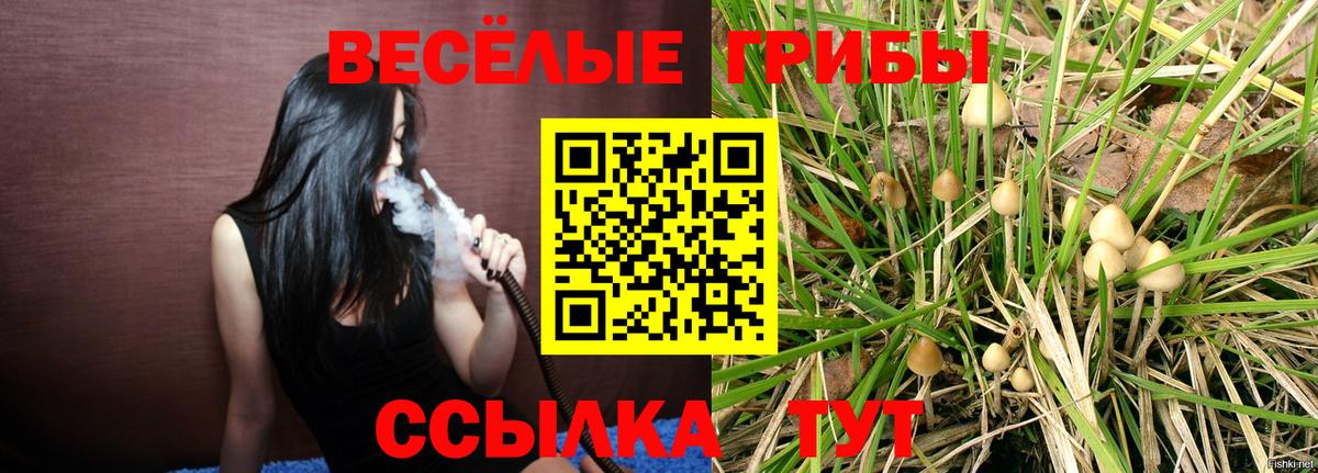 Галлюциногенные грибы Psilocybine cubensis Георгиевск